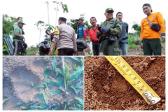 Jejak Harimau Ditemukan di Pemangku 7 Gerdai, Kota Besi, Batu Brak, Lambar