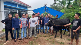 Sejahterakan Anggota, PWI Pesawaran Sembelih Sapi dan Bagikan Bingkisan