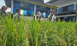 Tanam Padi di Halaman Rumah, Bendahara PWI Kepri Buktikan Pers Dukung Ketahanan Pangan Nasional
