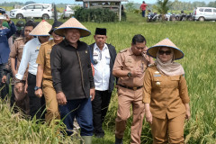 Panen Raya 2025, Kecamatan Jabung Sumbang 120 Ribu Ton Gabah Kering