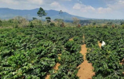 Ribuan Ha TNBBS Jadi Kebun Kopi, Germasi Laporkan Para Pejabat ke Kejati