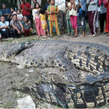 Buaya Muara Ukuran Jumbo di DAS Lampung Timur Masuk Perangkap