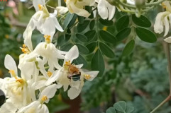 Daun Kelor Segar dan Kering Berbeda Jumlah Nutrisinya, ini Penjelasan Akademisnya 