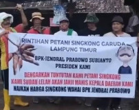 Singkong, Umbi Pendatang Yang Masih Centang Perenang
