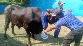 Pemkot Balam Tambah 3 Hewan Kurban dari 90 Jadi 93 Sapi dan Kambing