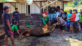 Fara Mukti Perkasa Distribusikan Daging Kurban untuk Warga Kendal Terdampak Tambang