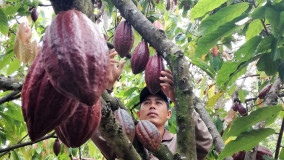 Petani Sumringah, Harga Kakao Capai Rp180 Ribu Perkilogram di Pesawaran
