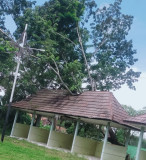 Terkait Pohon Tumbang, Dinas Perkimta Berikan Klarifikasi