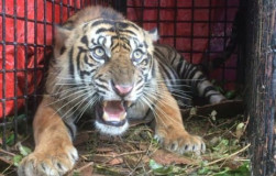 APH Dituntut Tegas Atas Gagal Kelola TNBBS dan Ancaman Punahnya Harimau