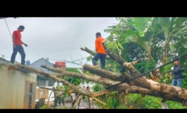 Puting Beliung dan Hujan Robohkan 21 Pohon dan Rusak Tiga Rumah