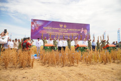 Panen Kedelai di Lampung Utara Jadi Simbol Kolaborasi Pemerintah dan TNI Wujudkan Kedaulatan Pangan Nasional