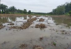 DLH Lampura Tak Tanggap, Warga Gagal Panen Diduga Tercemar Limbah PT SIT