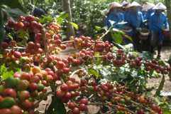 Insiden Kaligedang Rugikan Ribuan Buruh dan Rusak Citra Bondowoso Republik Kopi