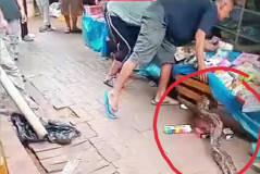 Ular Sanca Besar Sembunyi di Meja Lapak Pedagang Pasar Cimeng