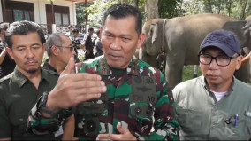 Pangdam Siap Terjunkan Prajurit Halau Gajah Liar di Perbatasan TNWK