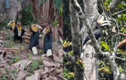 Kawanan Burung Rangkong Singgah di Sekitar kawasan Wisata Sumur Putri 