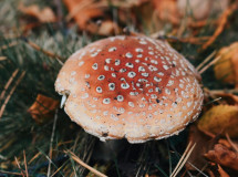 Gurih dan Renyahnya Berlapis-lapis, Mushroom Danish Cemilan Santai di Sore Hari
