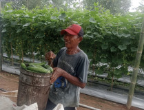 Berkebun Mentimun, Cepat Panen Harga Menggiurkan