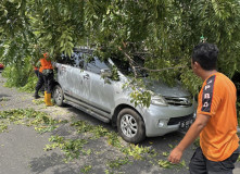 Satu Mobil Dua Warung Ketimpa Pohon Kedondong Di Kupang Kota