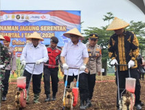 Sinergi Ketahanan Pangan,DPRD Ikuti Tanam Raya Serentak