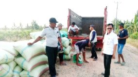 Petani Mesuji Gembira: Panen Rendeng Melimpah, Harga Gabah Stabil