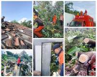 Angin Kencang di Bandarlampung Tumbangkan Pohon Raksasa, Warga Terluka dan Rumah Rusak