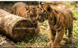 HARIMAU