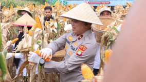 Panen Jagung