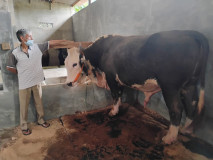 Sapi 1 Ton Milik Warga Sukarame Terpilih Jadi Hewan Kurban Presiden RI 2026