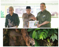 Anak Harimau Sumatera Tampil Perdana, Gubernur Lampung Resmikan Nama