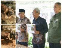 HARIMAU