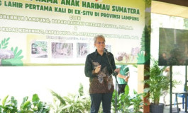 HARIMAU