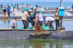 Presiden Panen Udang di Kebumen, Gubernur Luthfi: Perikanan Jateng Menjanjikan
