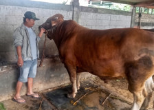 Terima Hewan Kurban dari Presiden hingga Tokoh Jateng, MAJT Pastikan Distribusi Tepat Sasaran