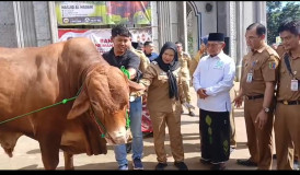 Eva Dwiana Serahkan Sapi Kurban Banmas Presiden RI ke Masjid Al Madani