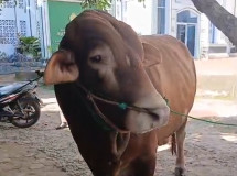 Forwakot Bandarlampung Apresiasi Bantuan Hewan Kurban dari Eva Dwiana