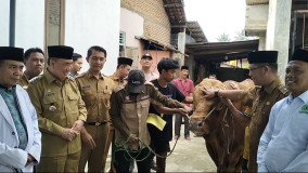 Bupati Tanggamus Serahkan Sapi Kurban Presiden Prabowo Seberat 1 Ton Lebih ke Masjid Al-Khasyi’in