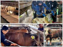 Penjualan Sapi Kurban Lampung 2026 Naik 40,15 Persen, Domba Melonjak 121,76 Persen