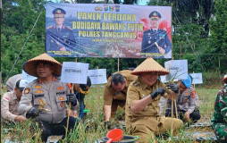 Panen Perdana Bawang Putih Grade A, Bupati Tanggamus Siapkan Perluasan Lahan
