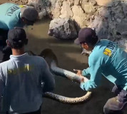 Pekerja SDA Dinas PU Kota Bandarlampung Temukan Ular Sanca Sepanjang 3 Meter Saat Perbaikan Talud Sungai