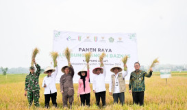 Panen Raya Lumbung Pangan Baznas Pesawaran, Dorong Zakat Produktif dan Kemandirian Petani