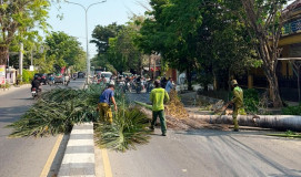 Bahayakan Pengendara, DLH Rembang Tebang Ratusan Pohon Palem Keropos