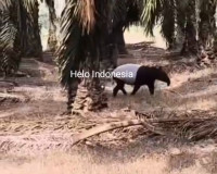 TAPIR