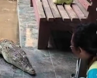 BUAYA