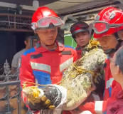 Buaya Muara 2,5 Meter Dipelihara Warga di Pidada Dievakuasi Damkarmat