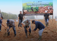 Dukung Program Ketahanan Pangan dan Energi Presiden Prabowo, PTPN I (Persero) Regional 7 Laksanakan Tanam Perdana kebun Demplot Singkong