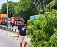 POHON TUMBANG