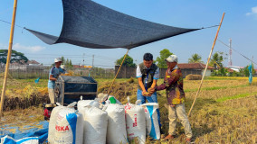Pengadaan Beras BULOG Lampung Melonjak 19,13 Persen, Perkuat Ketahanan Pangan