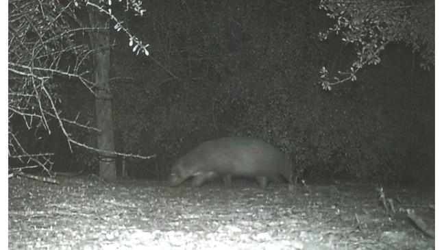 Gempar, Sesosok Mahluk Aneh Tertangkap Kamera Jebak di Taman Nasional Texas Selatan