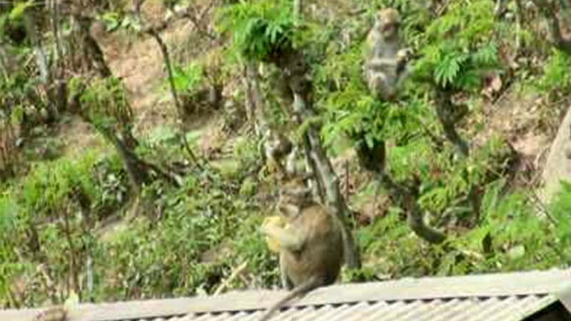    Kera Ekor Panjang Gunung Wilis Serbu Telaga Ngebel, ini Yang Dibutuhkan Satwa Liar itu